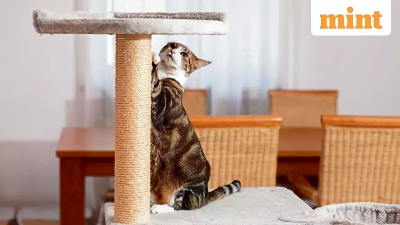 Indoor Cat Happiness: 5 Key Strategies for a Stimulating Life