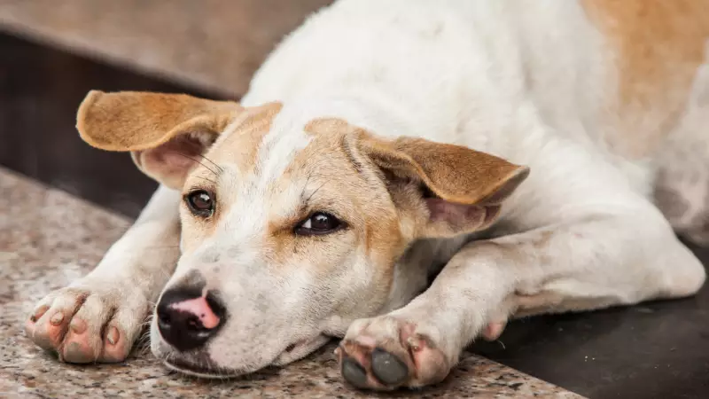 Is Your Dog Secretly Stressed? 6 Hidden Signs of Canine Anxiety You're Probably Missing