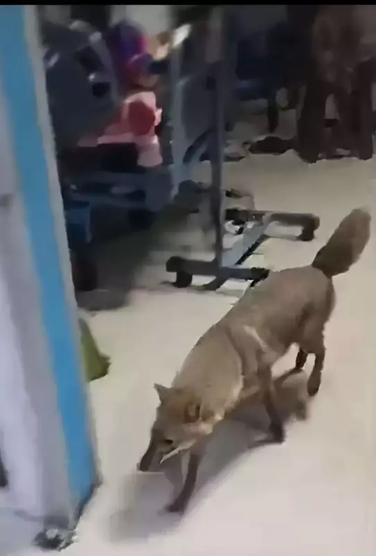 Jackal Enters Dhanbad Hospital ICU, Exposes Security Lapses