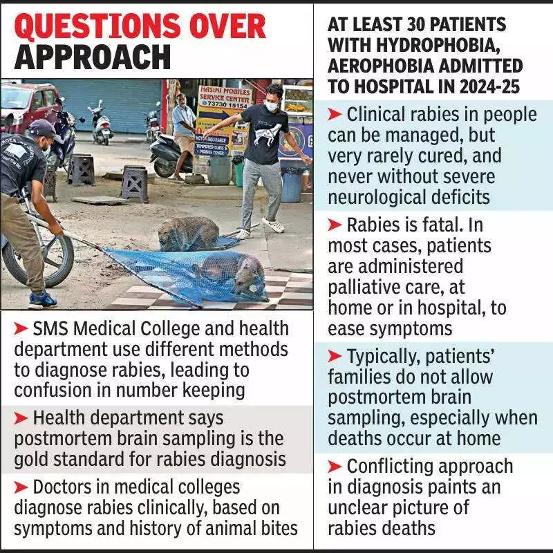 Jaipur Hospital Sees 2-3 Rabies Cases Monthly, Contradicting Govt Claims