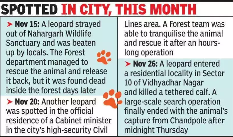 Jaipur Leopard Incidents: Viral Video Sparks Urban Wildlife Concerns