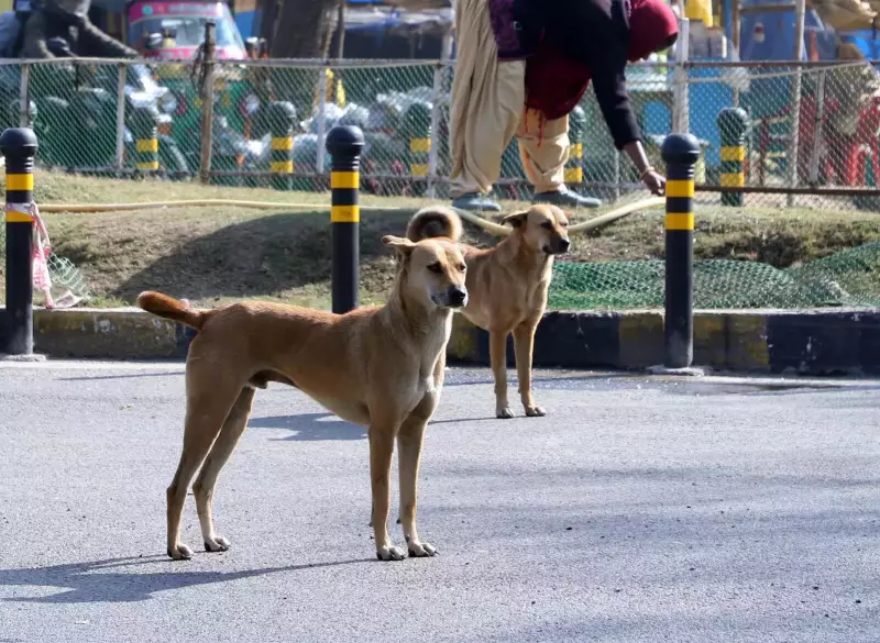 Jharkhand Animal Activists Challenge Supreme Court Stray Dog Removal Order