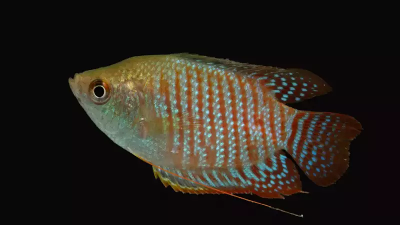 Kaziranga's Aquatic Census Reveals Stunning Biodiversity: 143 Fish, 24 Frog & 21 Reptile Species Discovered!