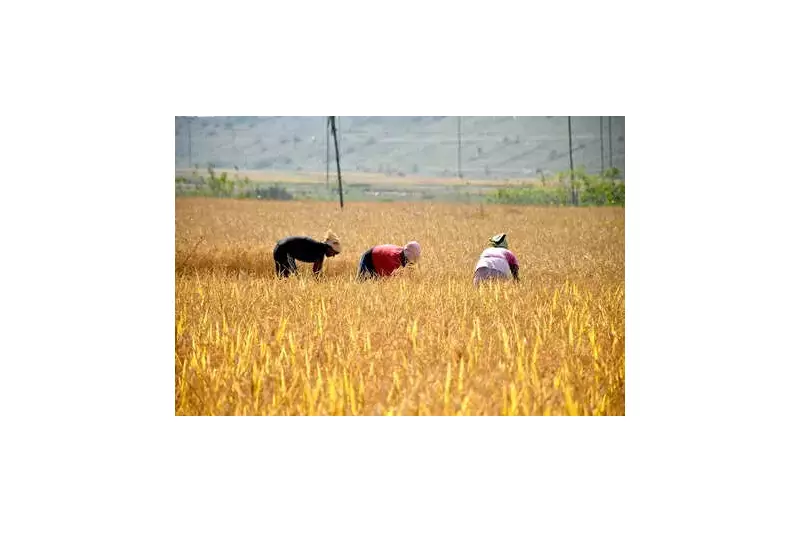 Koraput Opens 108 Mandis for Kharif Season, Targets 15 Lakh Quintals Rice