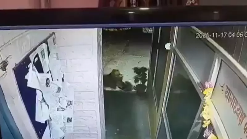 Leopard Caught on CCTV Stealing Dog from Nainital Police Station