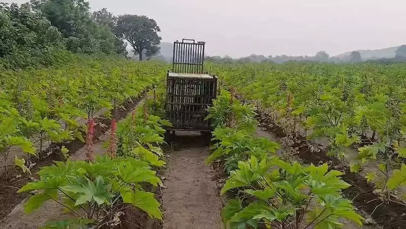 Leopard Kills 1-Year-Old Girl in Amreli Home, Third Big Cat Attack in Gujarat