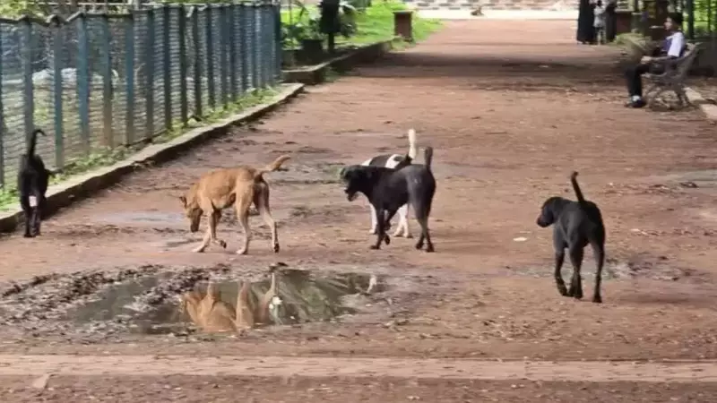 LLRM Medical College Bans Stray Dog Feeding, Threatens Hostel Cancellation