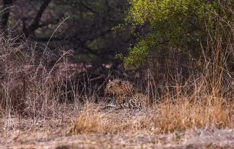 Maharashtra Plans Groundbreaking Leopard Census in Sugarcane Belts