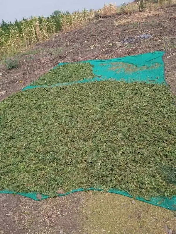 Massive Drug Bust: 840kg Ganja Worth ₹3 Crore Seized in Andhra Pradesh