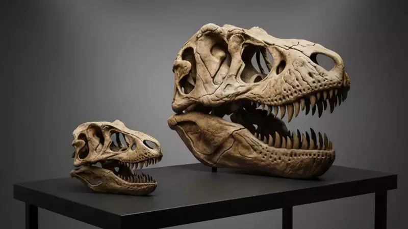 Mystery Solved: Why Tiny T-Rex Skeletons Aren't Actually Baby Dinosaurs