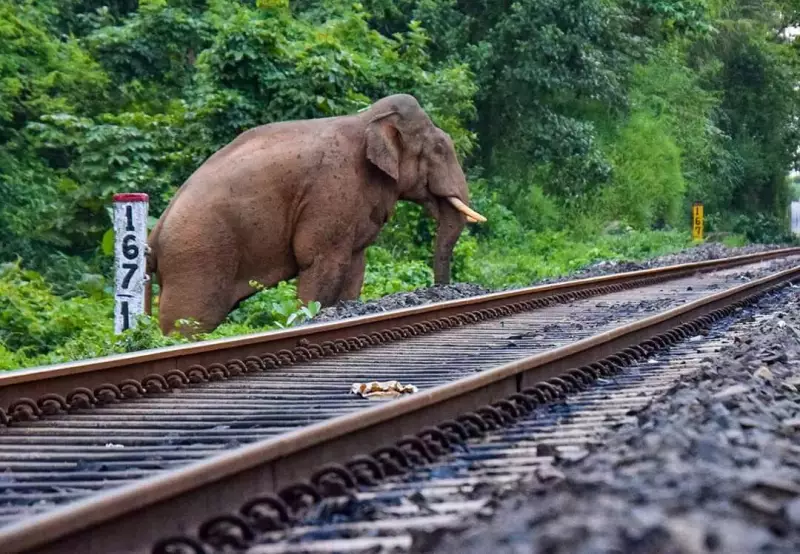 NFR Loco Pilots Save 7 Elephants from Train Collisions in One Month