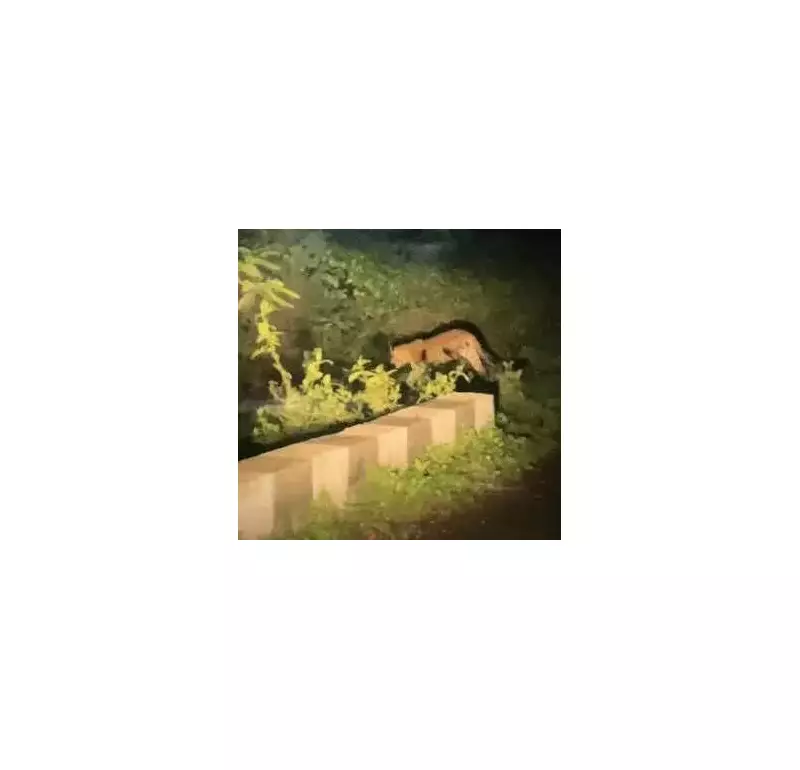 Night Leopard Safaris in Pune Villages Spark Wildlife Crisis