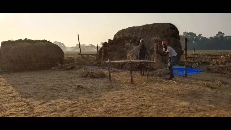 Odisha to Procure 81,200 MT Paddy from Kendrapada Farmers from Jan 9