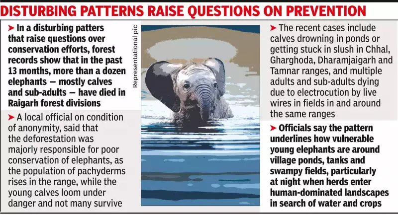 One-Year-Old Elephant Calf Drowns in Raigarh Pond, Death Toll Rises