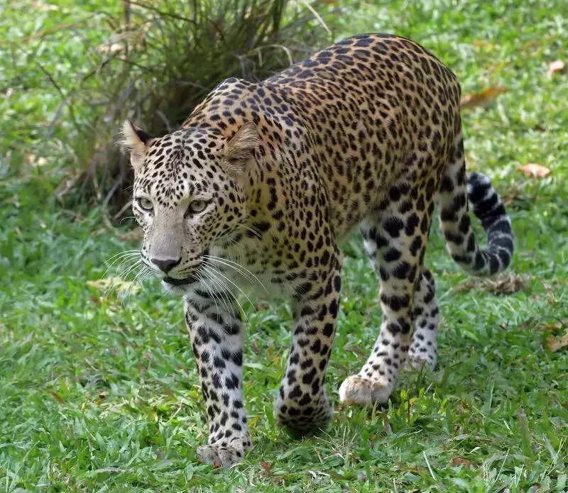 Pune Leopard Panic: AI Videos & Fake Messages Spark Chaos in Aundh