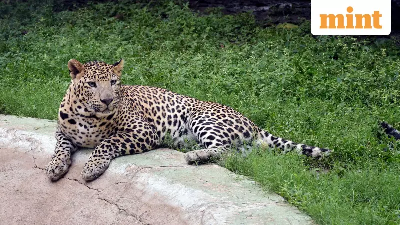 Pune's 'Maneater' Leopard Captured After Multiple Fatal Attacks, Finds Sanctuary at Vantara