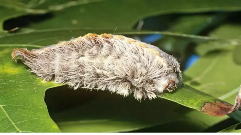 Puss Caterpillar: North America's Most Venomous Insect Revealed