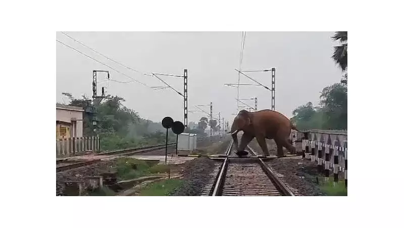 Railways Halt 12 Trains for Elephant Herd's Safe Passage at Jharkhand-Odisha Border