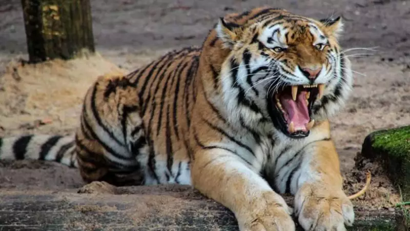 Royal Bengal Tiger Spotted in Gujarat After 32 Years