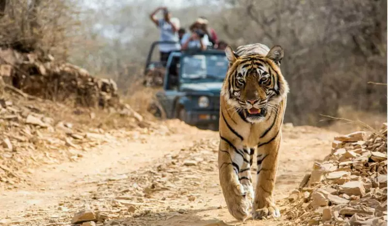 SC Orders Jim Corbett Restoration: Eco-Tourism Over Illegal Construction