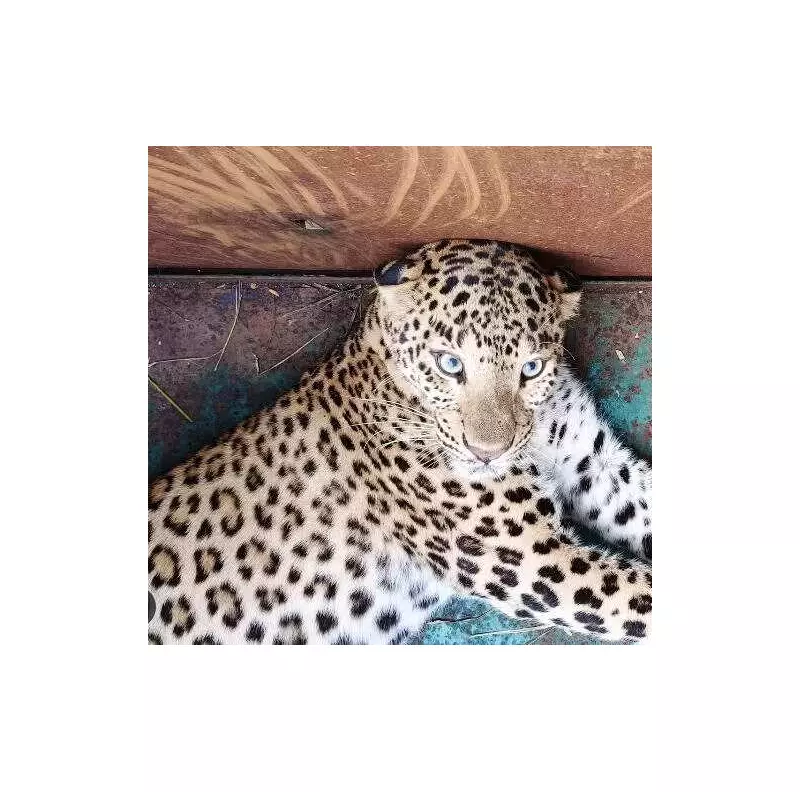Second Leopard Captured in Koppal Within a Week, Forest Officials Act