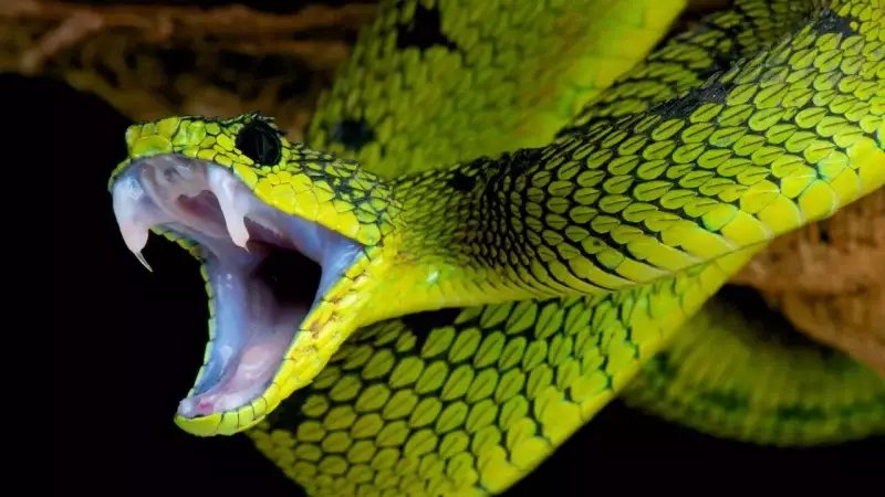 Snake Venom Mystery Solved: It's Not For Defence Against Humans, Reveals Study