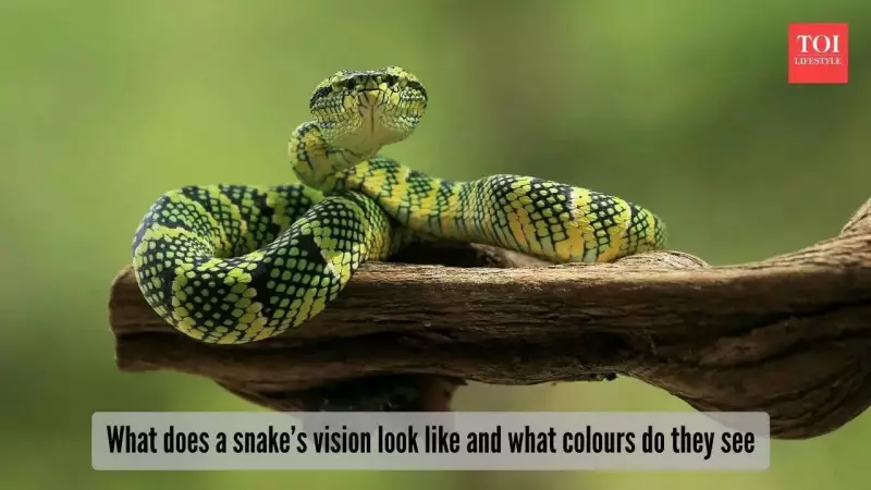 Snake Vision Secrets: How They See a Different World