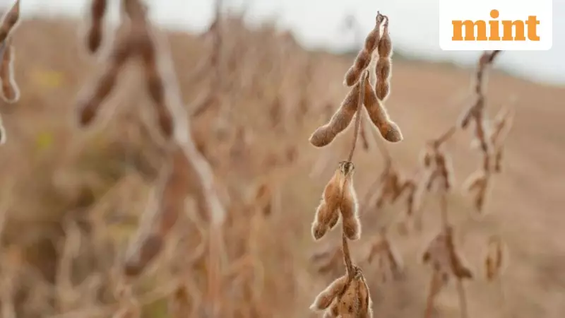 Soybean Saga: How a Humble Pulse Became the Unlikely Pawn in US-China Trade Wars