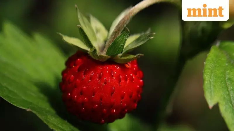 Strawberry Gardening Success: 5 Essential Tips for a Bumper Harvest