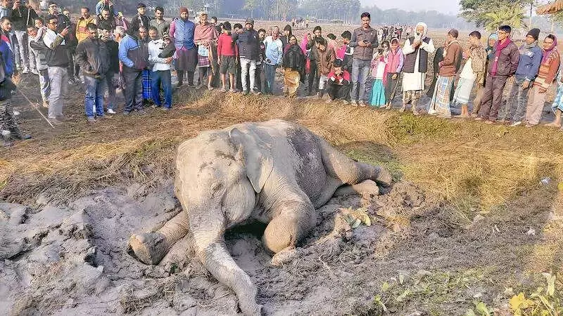 Two Elephants Killed by Goods Train in Jalpaiguri, Herd Lost Way