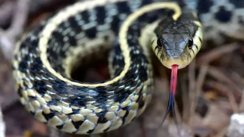 Why Snakes Are Vital: 3 Key Roles in Nature and Medicine