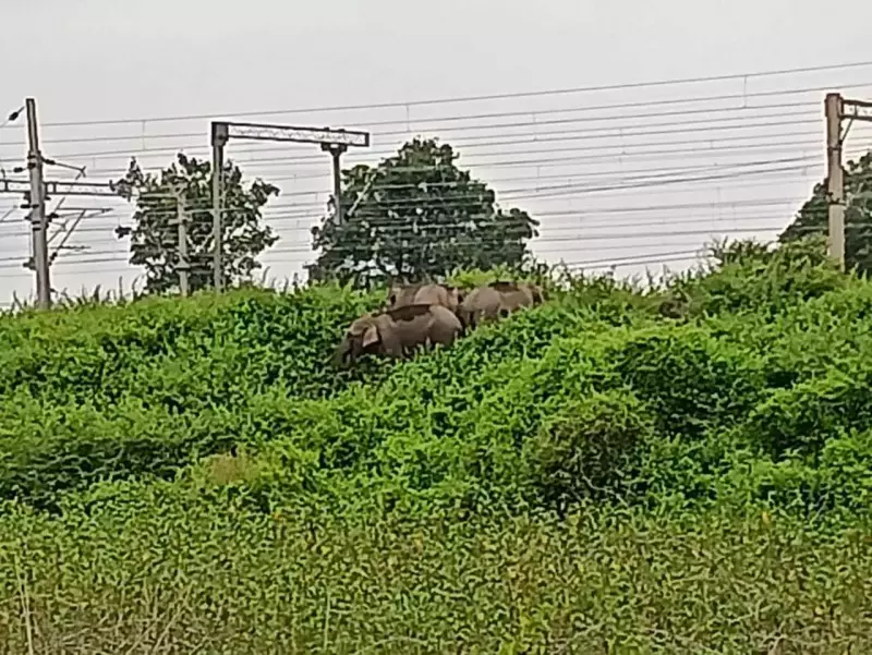 Wild Elephant Herd Sparks Panic in Rourkela | Forest Department on High Alert