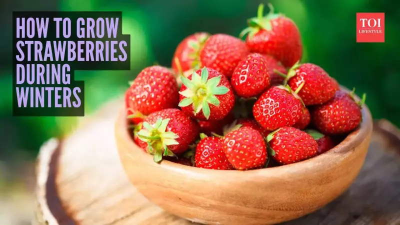 Winter Balcony Strawberries: Grow Sweet Berries in Pots