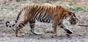 18th Tiger Rescue in 2 Months Strains Karnataka's Wildlife Facilities