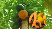 5 Amazing Health Benefits of Papaya Leaves for Immunity & Wellness