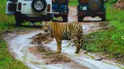 5 Incredible Wildlife Adventures in India for December 2025