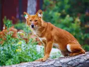 5 Indian National Parks to Spot Endangered Dholes (Wild Dogs)