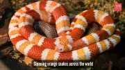 5 Stunning Orange Snakes: Nature's Rare Jewels You Need to See