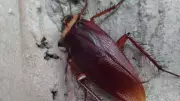 6 Diseases Roaches Carry and How to Protect Your Family