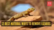 6 Natural Ways to Keep Lizards Out of Your Home This Winter