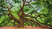 6 World's Oldest Trees That Have Survived Civilizations