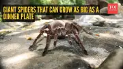 7 Giant Spider Species That Will Amaze You With Their Size