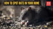 7 Hidden Signs of Rats in Your Home: How to Spot Them Early