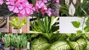 7 Houseplants to Avoid for Child Safety: Expert Guide for Indian Parents