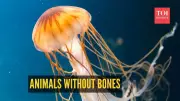 7 Incredible Boneless Animals That Will Amaze You | Nature's Marvels
