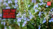 7 Natural Plants That Effectively Repel Mosquitoes