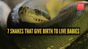 7 Snakes That Give Live Birth: Defying Common Myths