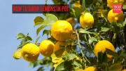 7 Steps to Grow Lemon Trees in Pots on Your Balcony