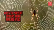 8 Effective Ways to Prevent Spiders from Making Webs in Your Home