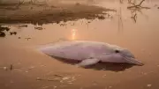Amazon's Pink River Dolphins Die as Lake Hits 41°C in Climate Crisis